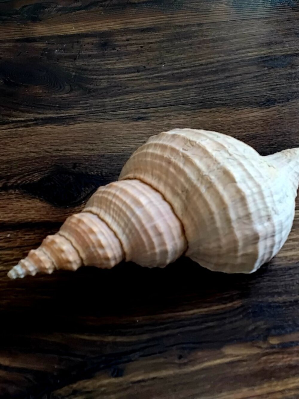 Large Florida Horse Conch ( Triplofusus Giganteus ). 11.5"
